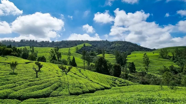 ooty masinagudi tour packages